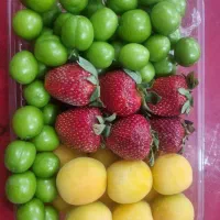 میوه های پک شده نوبرانه توت فرنگی گوجه سبز زردآلو