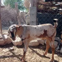 کهر چاق سرحال ۵ ماه ۹ملیون|حیوانات مزرعه|شمیل, |دیوار