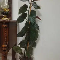 گل بگونیا هندی