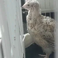 جوجه