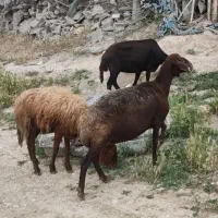 گوسفند ماده برای قربانی قیمت ۴۸۰