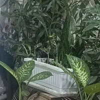 گل های زیبا و شاداب