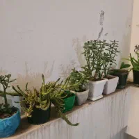 تعدادی گل و گلدان طبیعی