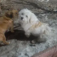 جفت سگ پاکوتا