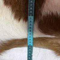 وکیل آباد|فرش|مشهد, وکیل‌آباد|دیوار