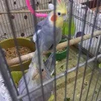 عروس هلندی مولد|پرنده|شاهین‌شهر, شهرک گلدیس|دیوار