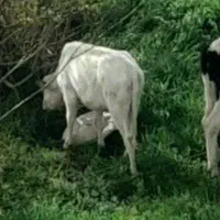 احتیاج به یک خانواده زندگی در باغ