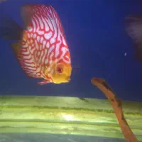 ماهی دیسکس ۲ عدد