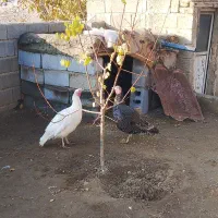 بوقلمو|حیوانات مزرعه|انزل, |دیوار