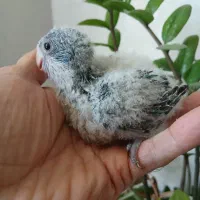 جوجه راهب سرلاکی