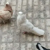 تعدادی کبوتر خوب