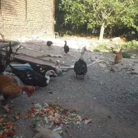 اردک اسراییلی