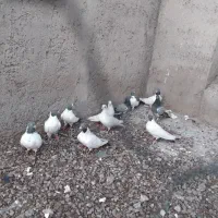 فیلی اویناق.دورگ