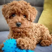 واگذاری سگ توله پودل اصیل زیبا|سگ|کرمان, |دیوار