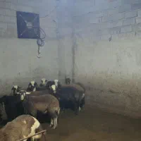 بره پرواری|حیوانات مزرعه|ساری, |دیوار