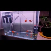 گوشه از بهشت نمایشی ماهی زینتی