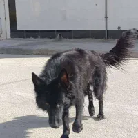 سگ ژرمن