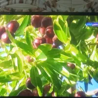 تلویزیون شهاب 32