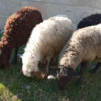 فروش گوسفند افشار