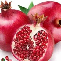 پخش نهال انار قندهار لیبل دار یکساله و دوساله|خدمات باغبانی و درختکاری|سومار, |دیوار
