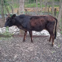 گاو گوساله ماده