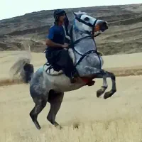 اسب نریان