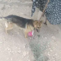 سگ ژرمن ۱.۵ساله