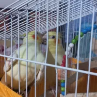 طوطی عروس هلندی نر و ماده|پرنده|صومعه‌سرا, |دیوار