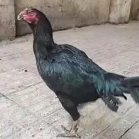 مرغ لاری مشکی 3ساله|حیوانات مزرعه|رشت, استقامت 2|دیوار