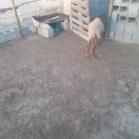 بره نر|حیوانات مزرعه|تخت, |دیوار