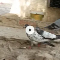 کوبتره کله ای گمشده اطرافه داب ششتری