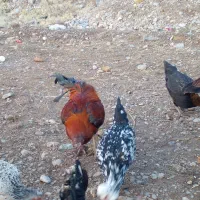 مرغ بیرانشهر|حیوانات مزرعه|بیرانوند, |دیوار