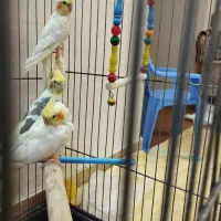 عروس هلندی|پرنده|قم, باغ کرباسی|دیوار