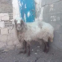 گوسفند|حیوانات مزرعه|خواف, |دیوار