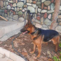 سگ ژرمن پیدا شده