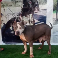 واگذاری آمریکن بولی