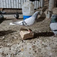 ماده شامی دم سفید مهر|پرنده|میبد, |دیوار