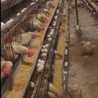 مرع بومی  گلپایگان محلی و رسمی تخمگذار  مرغ لوهمن|حیوانات مزرعه|شهریار, کرد امیر|دیوار