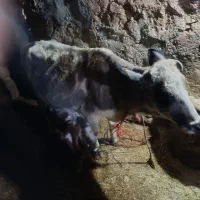 گاو‌وگوساله|حیوانات مزرعه|دهگلان, |دیوار