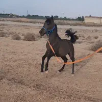 کره مادیون از طوفان کیانی