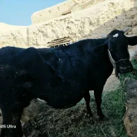 گاو ماده آبستن سرگون و گوساله ماده آبستن
