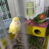 طوطی برزیلی