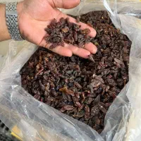 مرکز پخش کشمش تاکستان و کاشمر