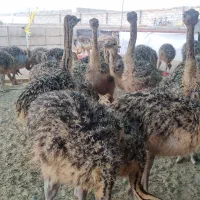 فروش جوجه شترمرغ آذربایجانشرقی|حیوانات مزرعه|شبستر, |دیوار