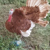 بوقلمون بوربون نر چاق|حیوانات مزرعه|مرند, |دیوار