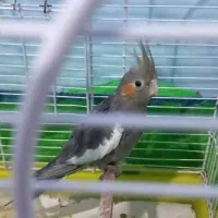 طوطی سالم جوجه