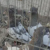 تعدادی کفتر ماده بهبونی|پرنده|شیراز, رکنآباد|دیوار