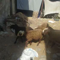 بره نر