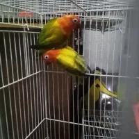 جفت گرینچیک. کوتوله یووینگ جفت ملنگو|پرنده|مشهد, نظام دوست|دیوار