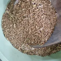 گندم درجه ۱ خوش قیمت